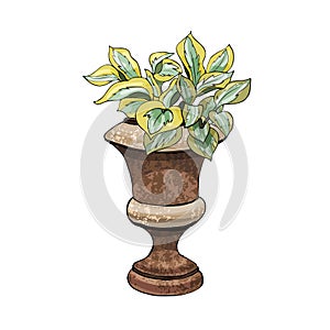 Retro rusty garden vase with hosta and flower. Hand drawn and colored sketch.