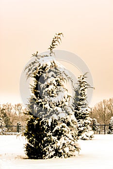 Retro Sepia tinted Snow and Icle Covered Tree bent over by weight of snow with other trees and iron fence in background