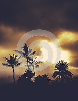 Retro Style Hawaii Palms At Sunset