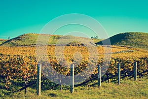 Retro style photo of autumn vineyeard during golden hour sunset with green rolling hills in the background. Hawke's