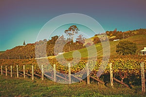 Retro style photo of autumn vineyeard during golden hour sunset with green rolling hills in the background. Hawke's