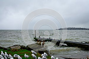 Retro style photo of a flock of seagulls on the grassy bank of Lake Rotorua in a thunderstorm