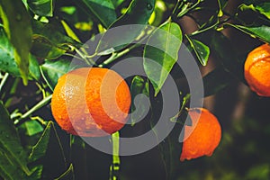 Retro style photo of orange mandarins on a branch wet after rain