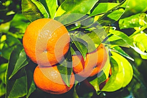 Retro style photo of ripe mandarins on a branch
