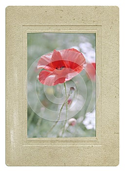 Retro style postcard red poppy