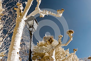 Retro-style street lamp and trees in infrared view