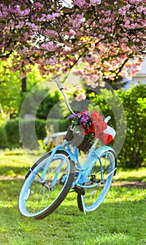 Retro style vintage beach cruiser bicycle with basket. Turquoise bicycle park sakura tree pink flowers. Spring leisure