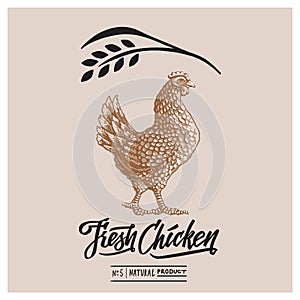 Retro styled design template and calligraphical text with engraving chicken art.