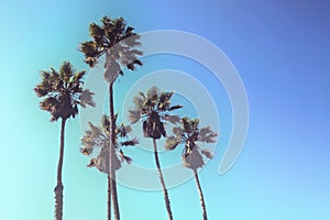 Retro styled upward view of palm trees against blue sky