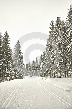 Forest with cross country skiing tracks, Poland.