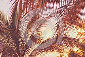 Retro Sunset On Palm Trees