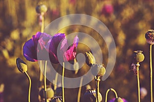 Retro toned opium poppy flower field