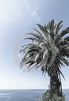 Retro tropical palms against blue sky.