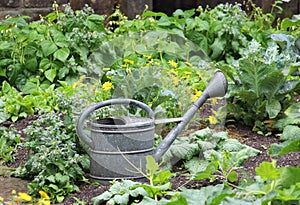 Retro vegetable garden, zinc watering can