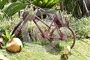 Retro vintage decorative bicycle old model fitted basket garden flowers. Summer Flowerbed.