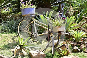 Retro vintage decorative bicycle old model fitted basket garden flowers. Summer Flowerbed.