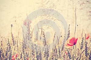 Retro vintage filtered wild meadow with poppy flowers at sunrise