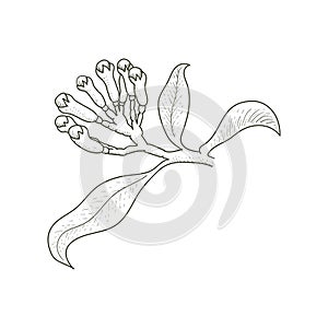 Retro Vintage Ink Hand Drawn Cloves Tree Branch for Medical Herb and Spice or Agriculture Farm Product. Illustration