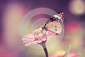 Retro and vintage tone butterfly on pink flower in the garden on sunny day