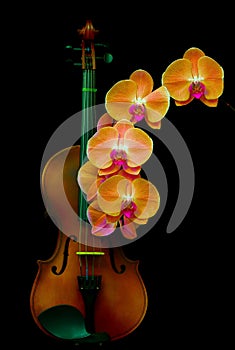 Retro violin and phalaenopsis blume orange orchids on dark background