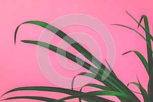 Retro wave theme, green plant vaporwave background on pink