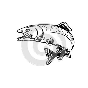 Chinook Salmon Oncorhynchus Tshawytscha Quinnat Salmon King Salmon or Chrome Hog Retro Woodcut Black and White