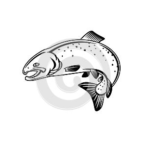 Coho Salmon Oncorhynchus Kisutch Silver Salmon or Silvers Jumping Up Retro Woodcut Black and White photo