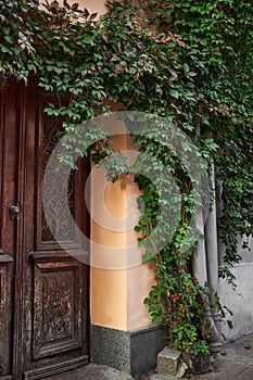 Retro wooden door outside of an old house. Plants decoration, ivy, vintage