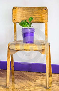Retro wooden school chair, purple pot and green house plant