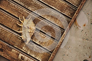 Retro wooden tray on white wooden background with marine objects