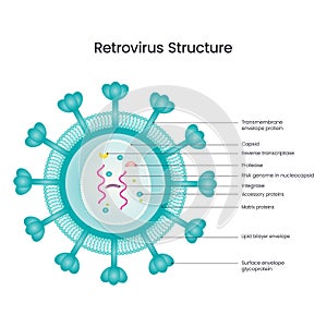 Retrovirus Structure vector illustration diagram photo