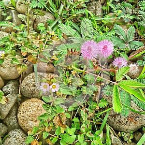 Return to beautiful nature stone