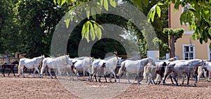 Return to stable white horses