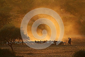 Returning home with goats. Bagan, Myanmar