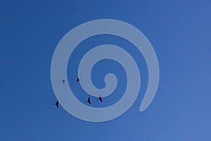 Returning home after a hard day`s work!