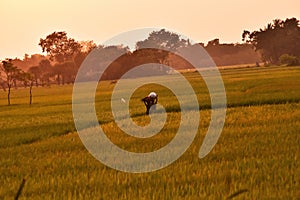 Returning home from paddyfield at day`s end