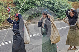 Returning Women Tea pickers on a plantation at Nuwara Eliya