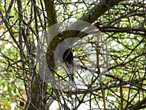 Retz`s helmetshrike isolated in a tree