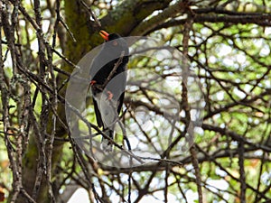 Retz`s helmetshrike isolated in a tree