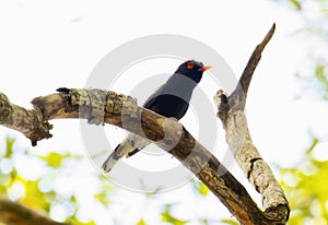 A retz\'s helmetshrike, Prionops retzii, perched in a tree in South Africa