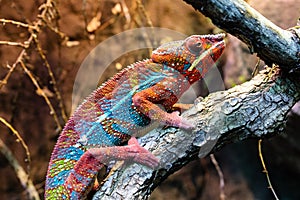 Reunion chameleon. Reptile and reptiles. Amphibian and Amphibians. Tropical fauna. Wildlife and zoology