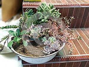 Reuse pottery from useless material with succulent plants