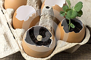 Reuse, Reduce, Recycle. Reuse egg tray and eggshells to grow plants. The concept of ecology, eco-products, the preservation of the