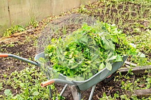 reuse of weeded, uprooted weeds for composting and humus in order to restore and increase soil fertility