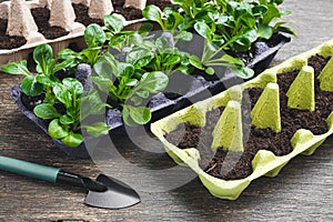 Reused egg boxes with seedlings