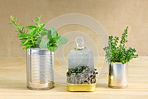 Reused tin cans containing herbs and growing salad greens, save money grow your own food at home