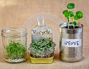 Reused tins and glass jar containing growing salad greens with Recycle, Reuse text photo