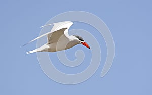 Reuzenstern, Caspian Tern, Hydroprogne caspia