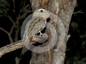 Reuzenuilnachtzwaluw, Papuan Frogmouth, Podargus papuensis