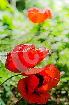 The revealed red poppies, close up